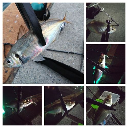 マアジの釣果