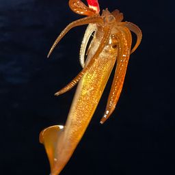 スルメイカ