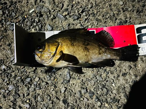 クロメバルの釣果