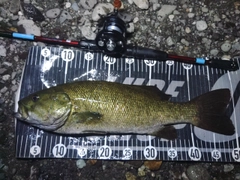 スモールマウスバスの釣果