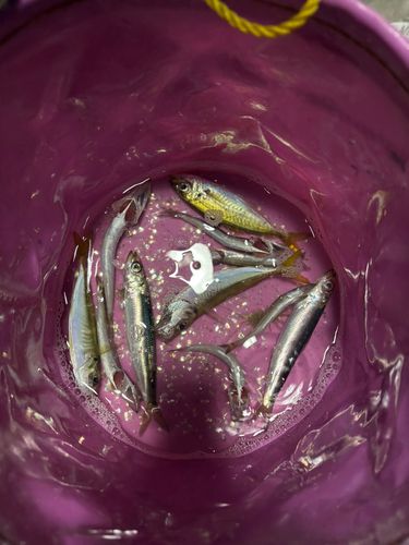 カマスの釣果