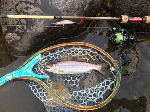 アマゴの釣果