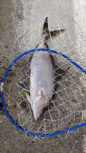 ショゴの釣果