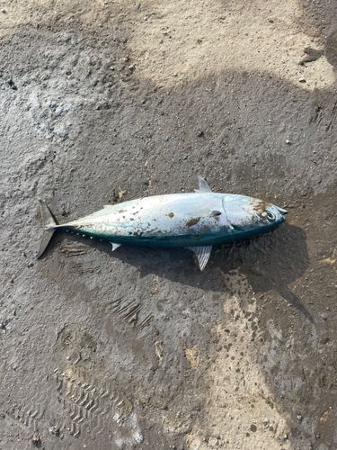 ソウダガツオの釣果