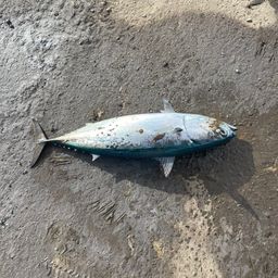 ソウダガツオ