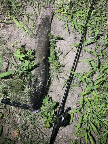 ナマズの釣果
