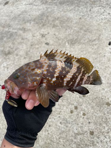 キジハタの釣果