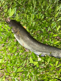 ナマズの釣果