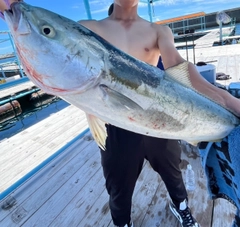 ワラサの釣果