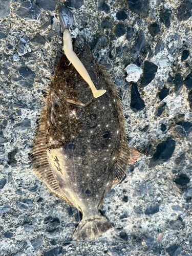ヒラメの釣果