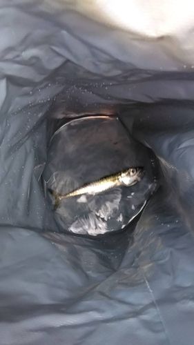ゴマサバの釣果
