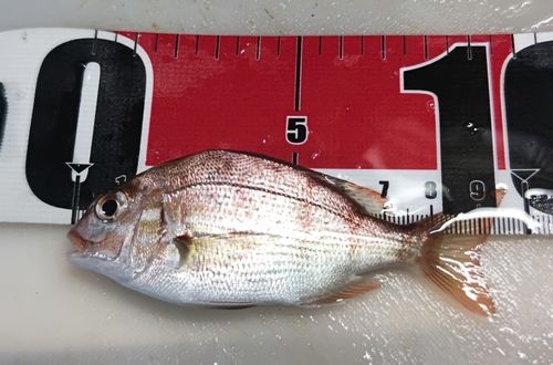 チャリコの釣果