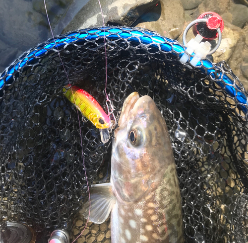 アメマスの釣果