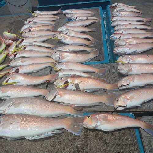 シロアマダイの釣果