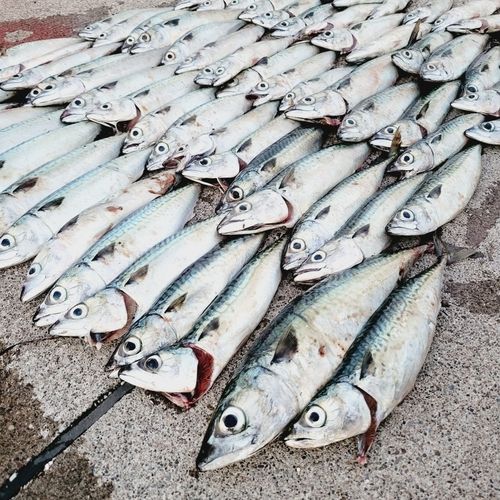 サバの釣果