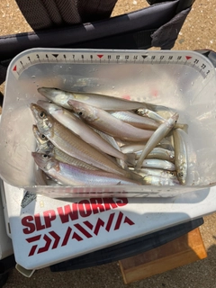 キスの釣果