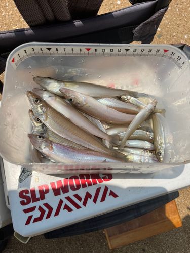 キスの釣果