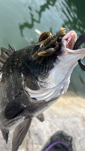 チヌの釣果