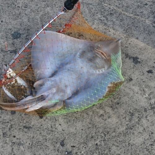 エイの釣果