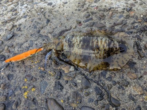 アオリイカの釣果
