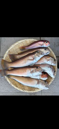 シロアマダイの釣果