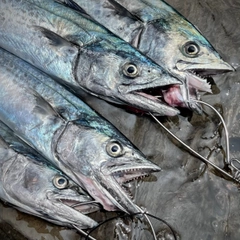 サワラの釣果