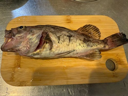 クロソイの釣果