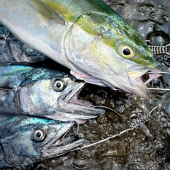 ハマチの釣果