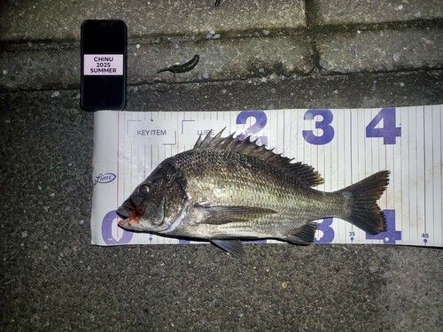 チヌの釣果
