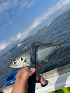 マアジの釣果