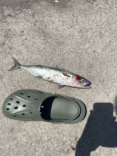 サバの釣果