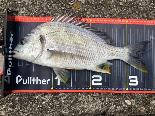 キビレの釣果