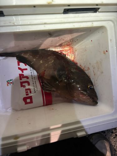 キジハタの釣果