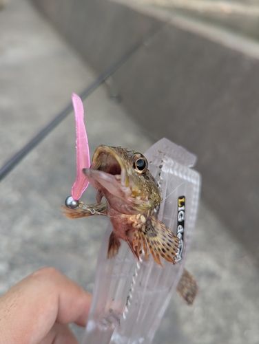 釣果