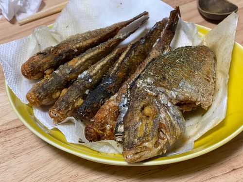ヒメフエダイの釣果