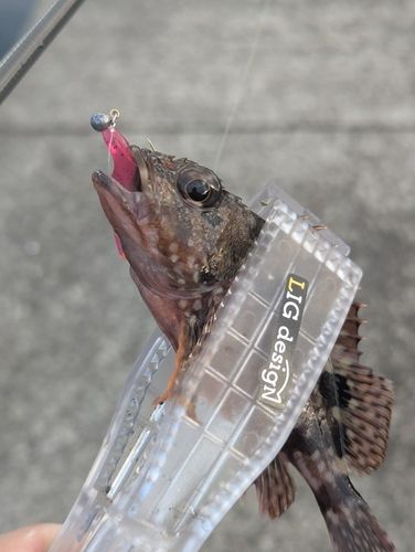 アラカブの釣果