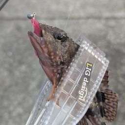 アラカブ