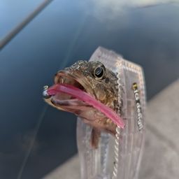 アラカブ