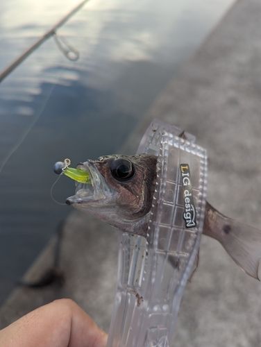 イシモチの釣果