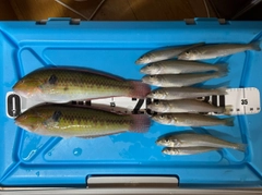 キュウセンの釣果