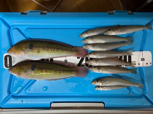 キュウセンの釣果