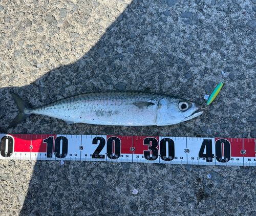 サバの釣果