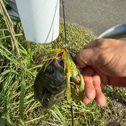 ブラックバス