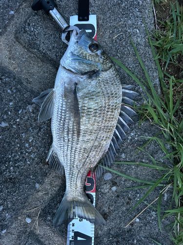 ミナミクロダイの釣果