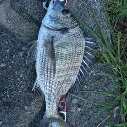 ミナミクロダイ