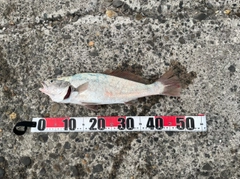 ニベの釣果