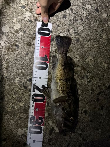 クロソイの釣果