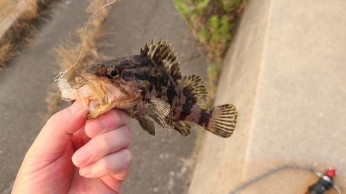 タケノコメバルの釣果