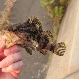 タケノコメバル