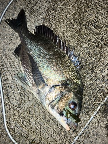 チヌの釣果